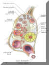Esquema de distintos tipos foliculares del ovario.
