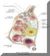 Esquema de distintos tipos foliculares del ovario.

